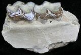Oligocene Horse (Mesohippus) Jaw Section #25108-1